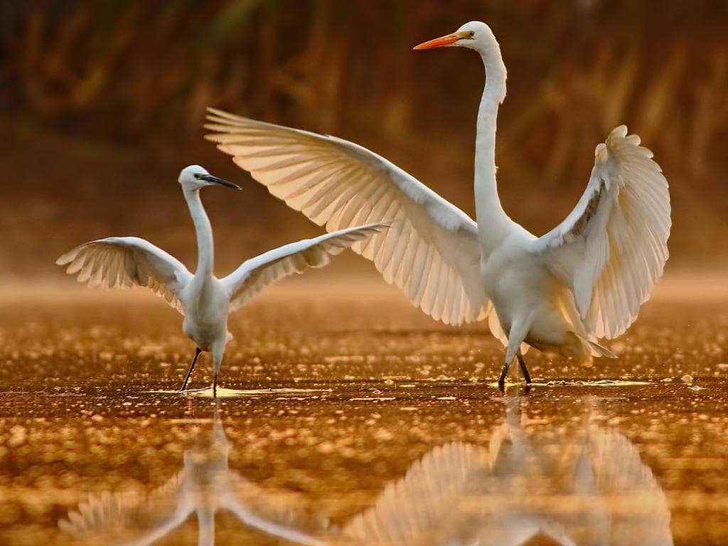 Birds L